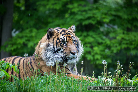 Sumatran Tiger