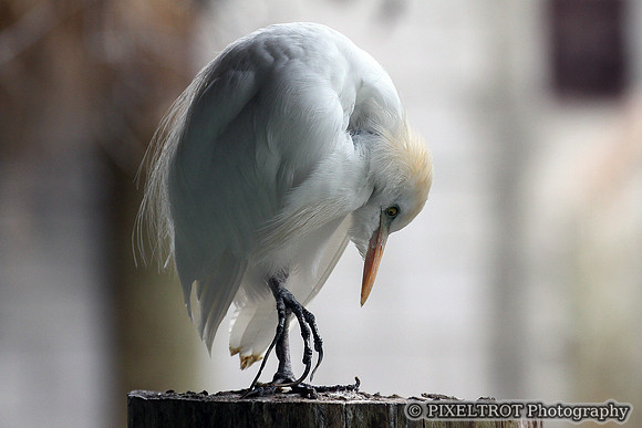 Cattle Egret