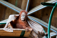 Sumatran Orangutan