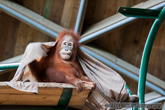 Sumatran Orangutan