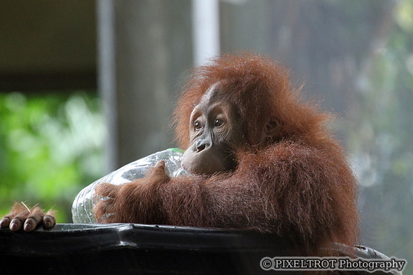Sumatran Orangutan