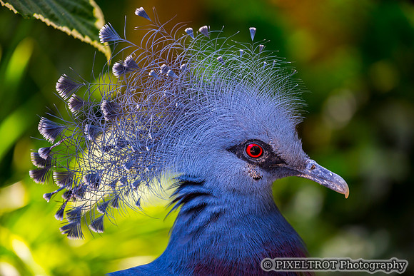 Victoria Crowned Pigeon