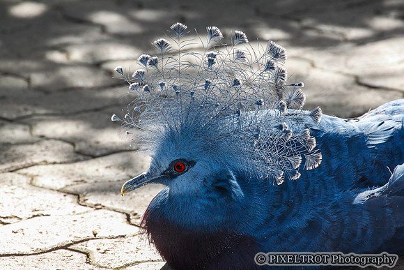 Victoria Crowned Pigeon
