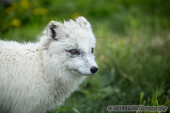 Arctic Fox