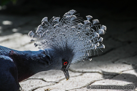 Victoria Crowned Pigeon