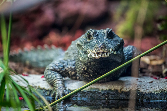 West African Dwarf Crocodile
