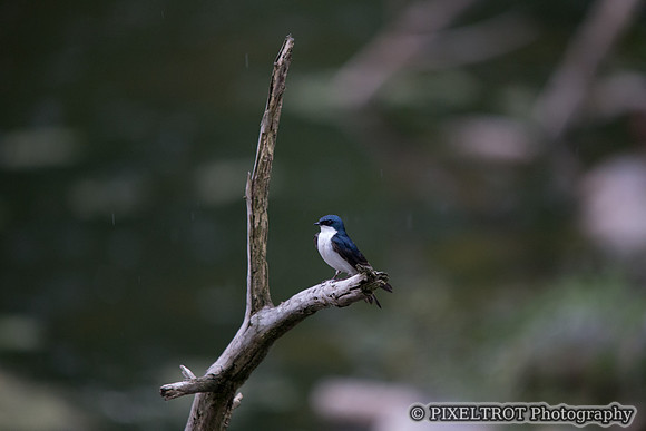 Swallow