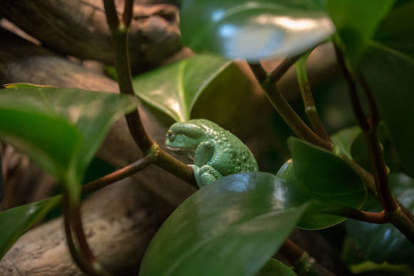 Frog