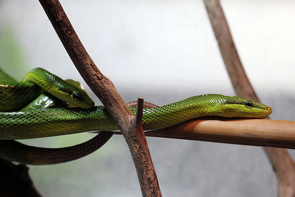 Red Tailed Green Ratsnake