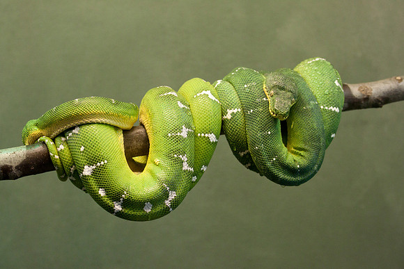 Emerald Tree Boa