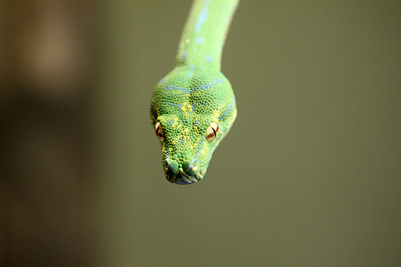 Emerald Tree Boa