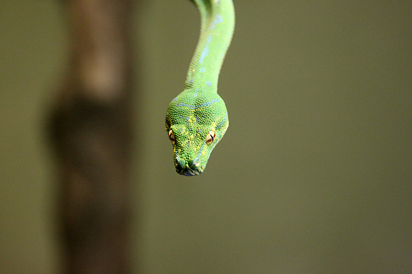Emerald Tree Boa