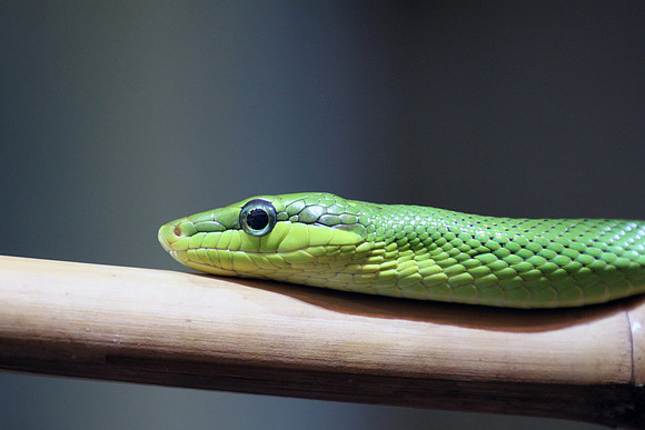 Red Tailed Green Ratsnake