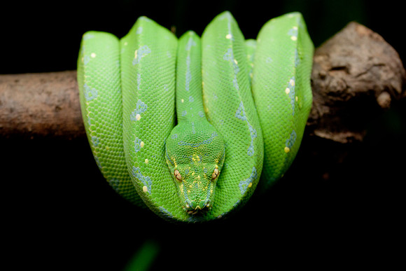 Green Tree Python
