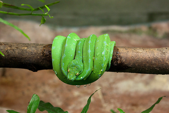 Green Tree Python