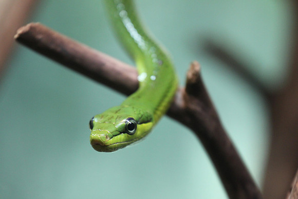 Red Tailed Green Ratsnake