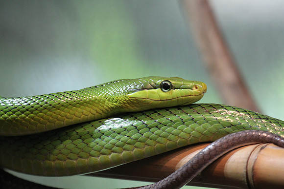 Red Tailed Green Ratsnake