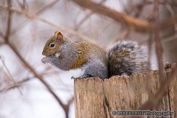 Grey Squirrel