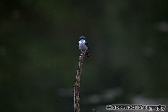 Swallow