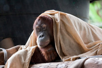Sumatran Orangutan