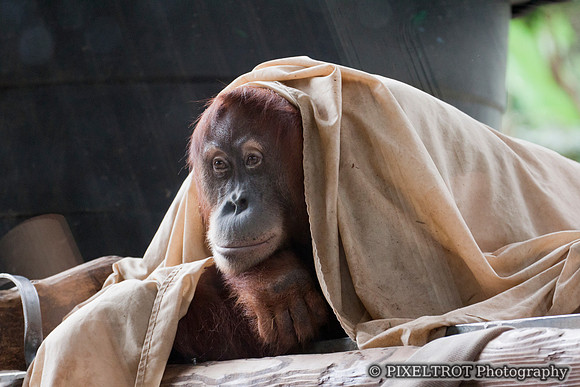 Sumatran Orangutan