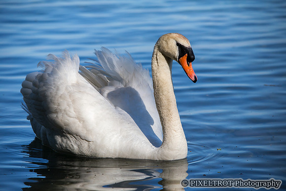 Mute Swan