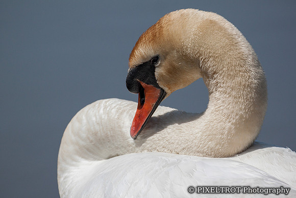 Mute Swan