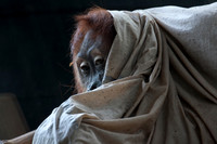 Sumatran Orangutan