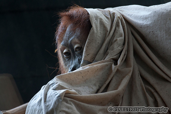 Sumatran Orangutan