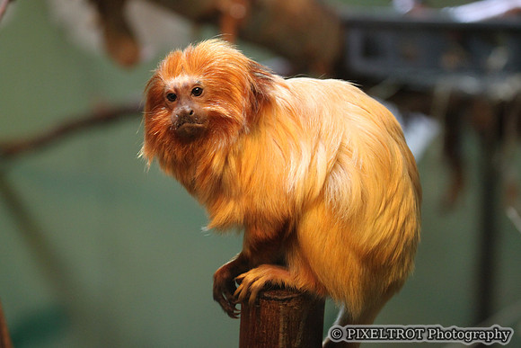 Golden Lion Tamarin