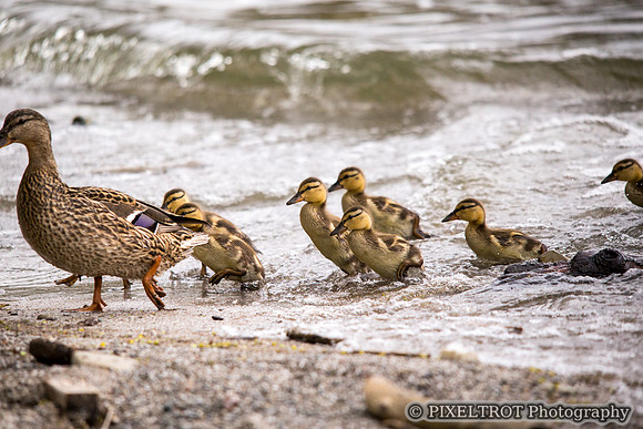 Baby Mallard Ducks