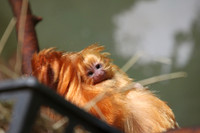 Baby Golden Lion Tamarin