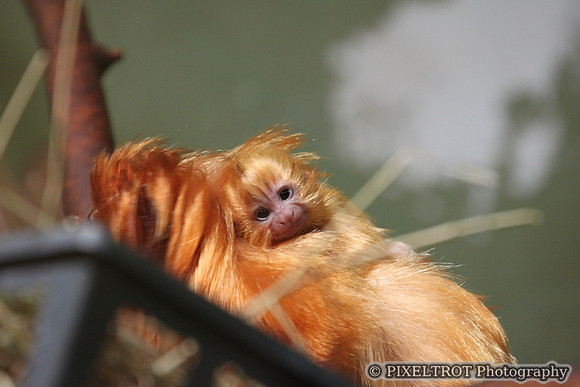 Baby Golden Lion Tamarin