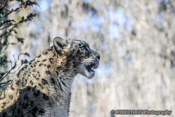 Snow Leopard