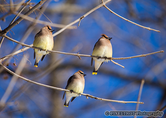 Cedar Waxwing