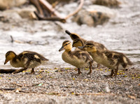 Baby Mallard Ducks