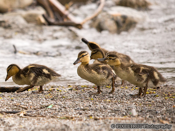 Baby Mallard Ducks