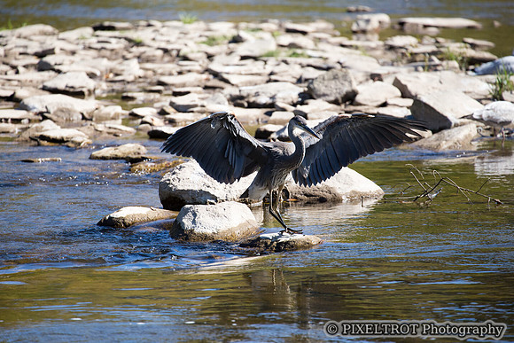 Great Blue Heron