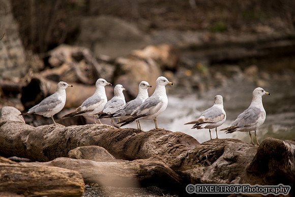 Sea Gull