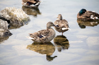 Mallard Ducks