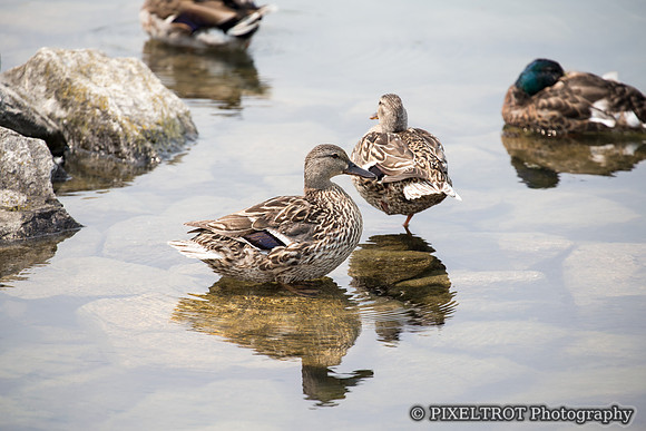 Mallard Ducks
