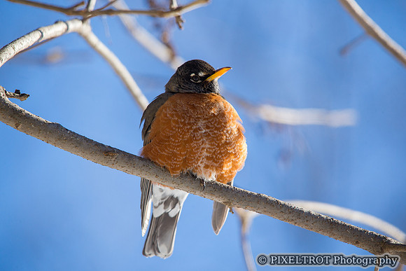 American Robin