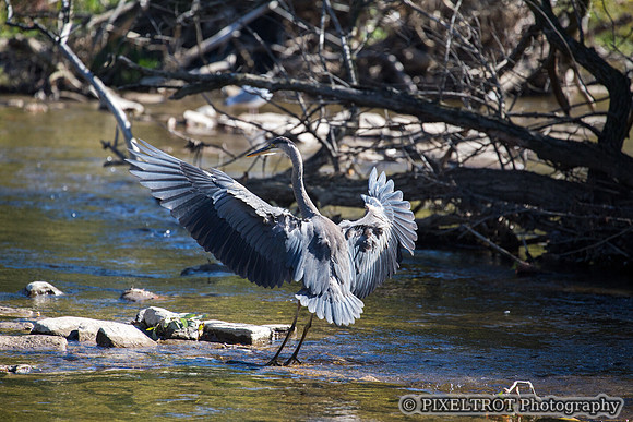 Great Blue Heron