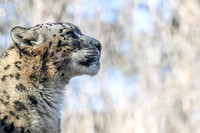 Snow Leopard
