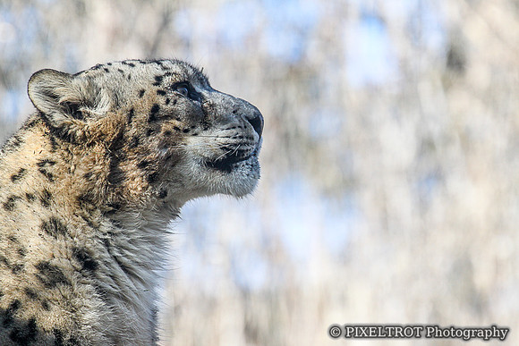 Snow Leopard