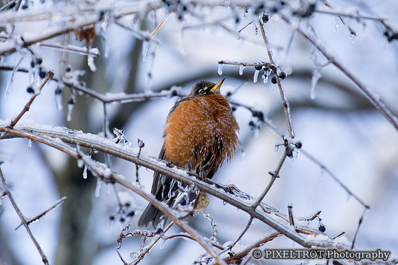 American Robin