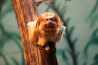 Golden Lion Tamarin