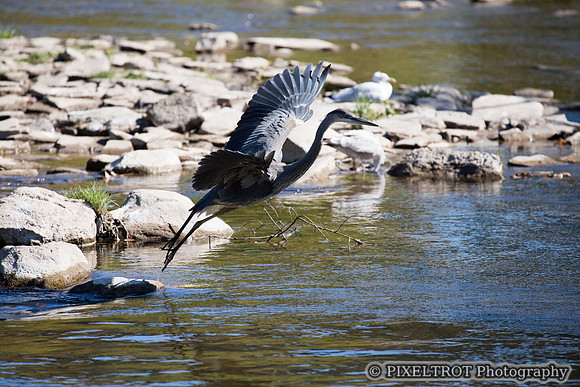 Great Blue Heron