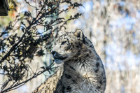 Snow Leopard