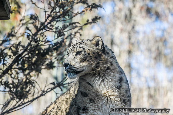Snow Leopard